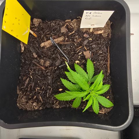 Raphaela growlog timeline photo