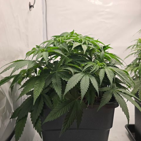 Mary growlog timeline photo