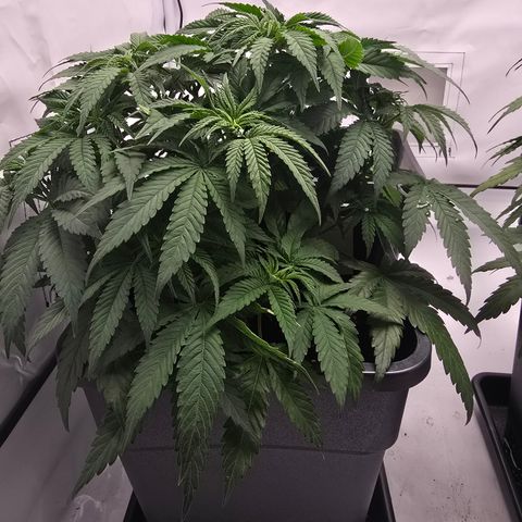 Mary growlog timeline photo