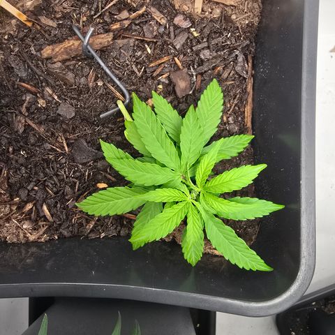 Raphaela growlog timeline photo