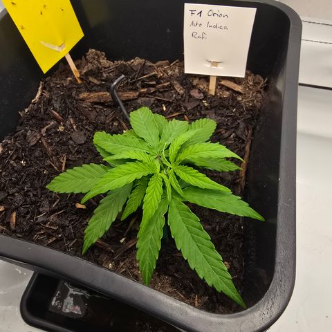 Raphaela growlog timeline photo