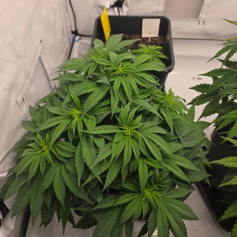 Mary growlog timeline photo