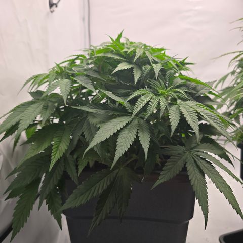 Mary growlog timeline photo