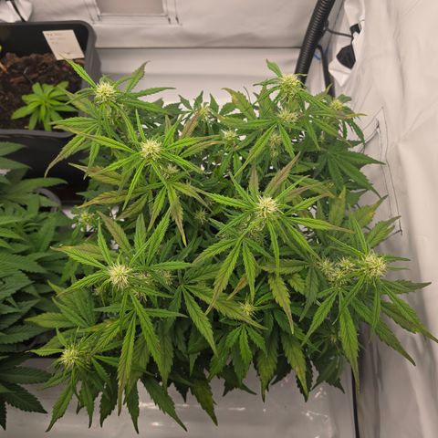 Jane growlog timeline photo