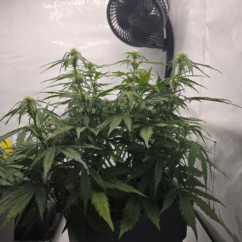Jane growlog timeline photo