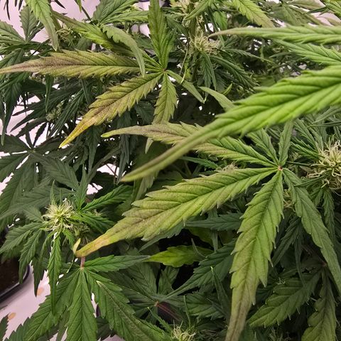 Jane growlog timeline photo