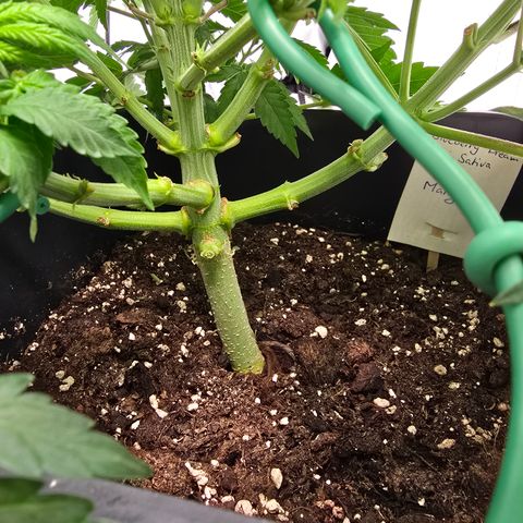 Mary growlog photo: Nach dem Trim
