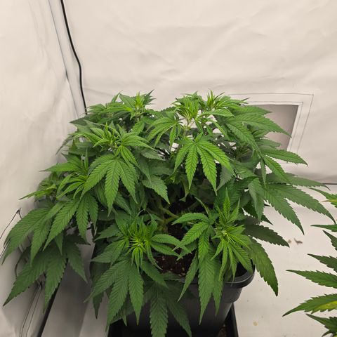 Mary growlog photo: Nach dem Trim