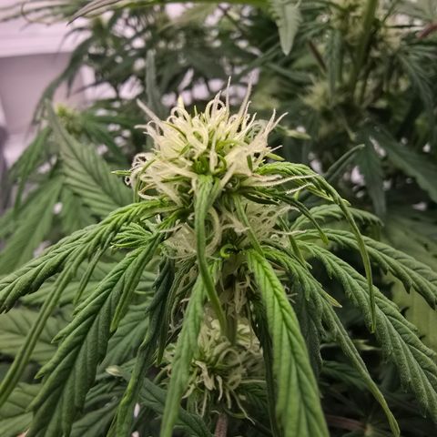 Jane growlog timeline photo