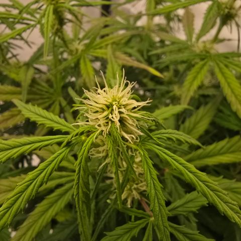 Jane growlog timeline photo