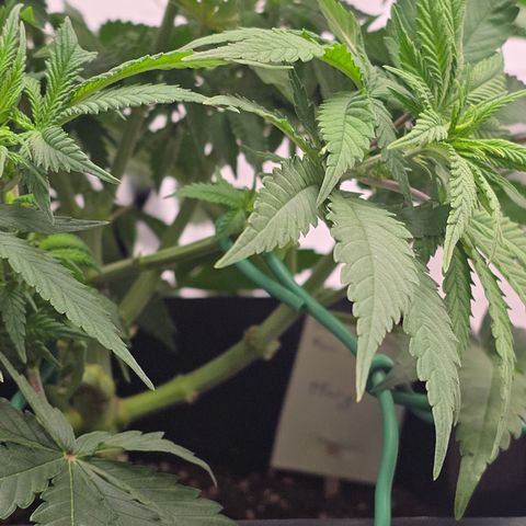 Mary growlog photo: Nach dem Trim