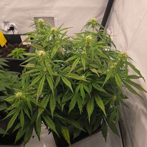 Jane growlog timeline photo