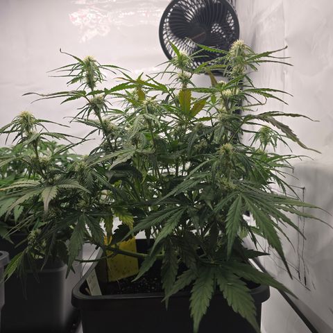 Jane growlog timeline photo