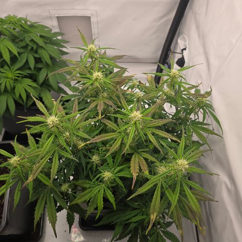 Jane growlog timeline photo