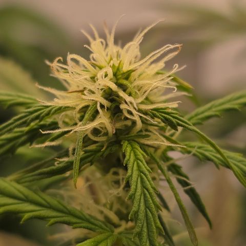 Jane growlog timeline photo