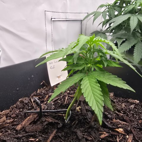 Raphaela growlog timeline photo