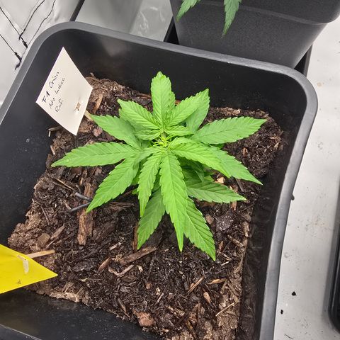 Raphaela growlog timeline photo