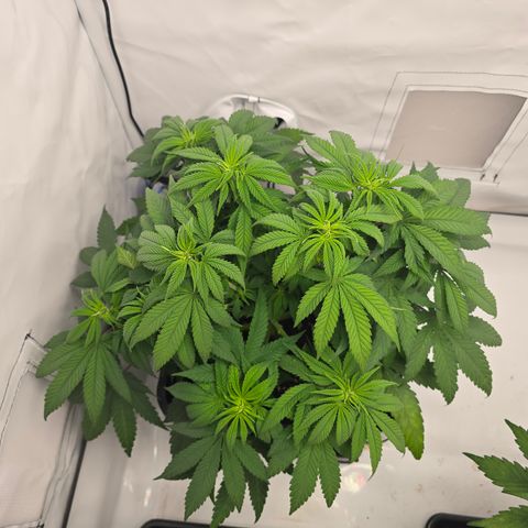 Mary growlog timeline photo