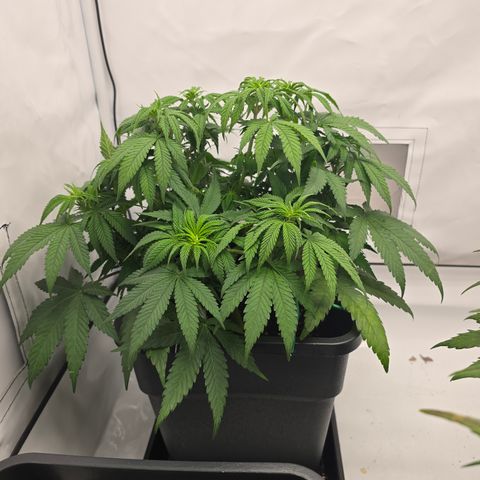 Mary growlog timeline photo