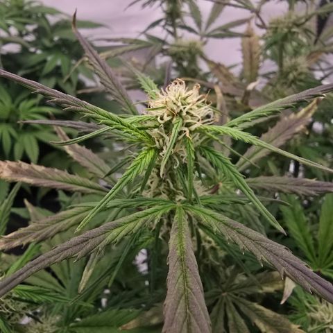 Jane growlog timeline photo