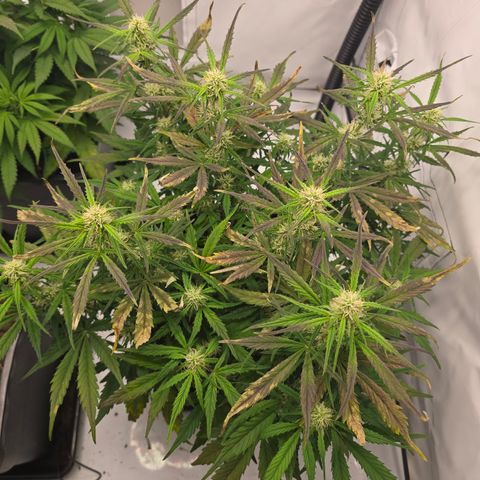 Jane growlog timeline photo