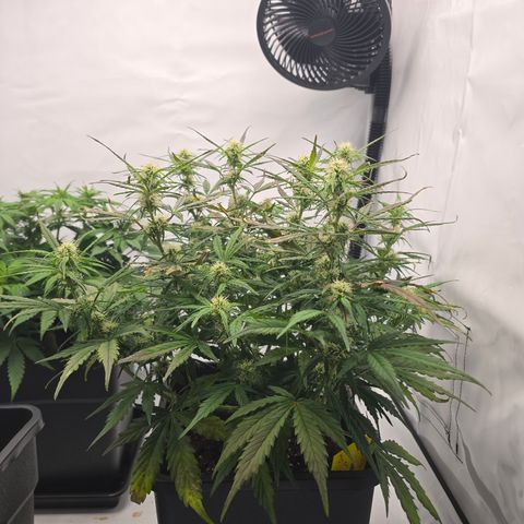 Jane growlog timeline photo