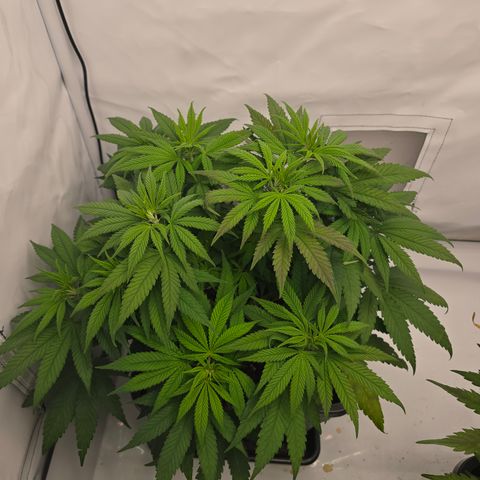 Mary growlog timeline photo