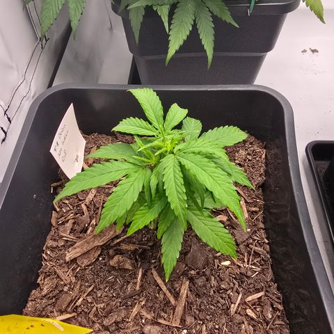Raphaela growlog timeline photo