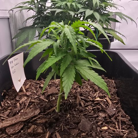 Raphaela growlog timeline photo