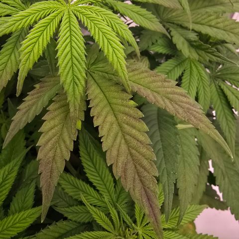 Mary growlog timeline photo