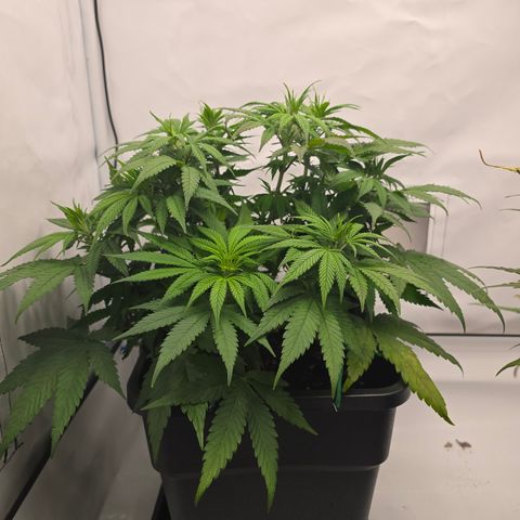 Mary growlog timeline photo