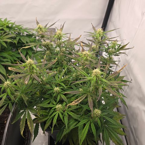 Jane growlog timeline photo