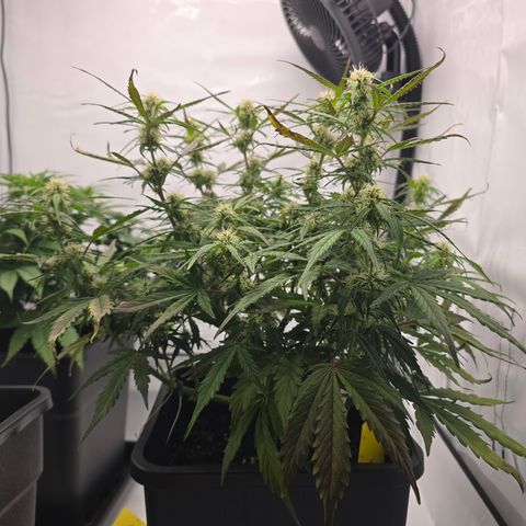 Jane growlog timeline photo