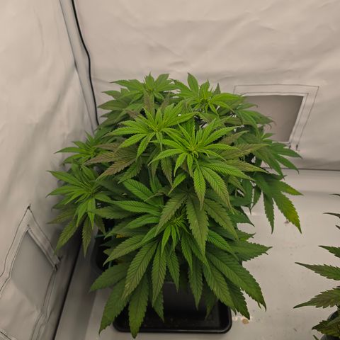 Mary growlog timeline photo