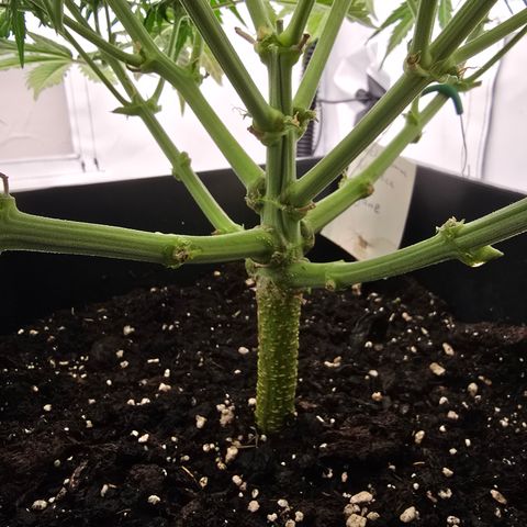 Jane growlog timeline photo
