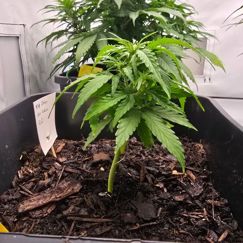 Raphaela growlog timeline photo