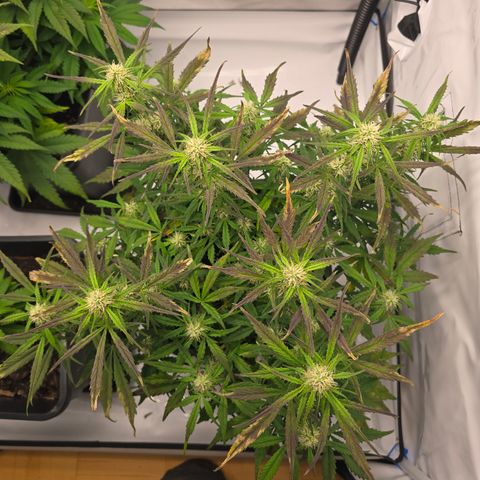 Jane growlog timeline photo