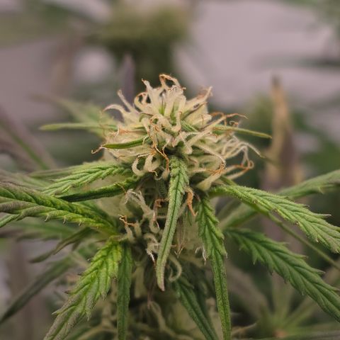 Jane growlog timeline photo
