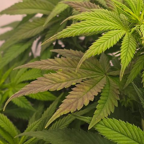 Mary growlog timeline photo