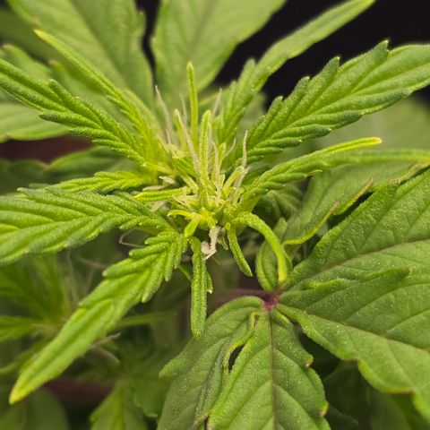 Raphaela growlog timeline photo