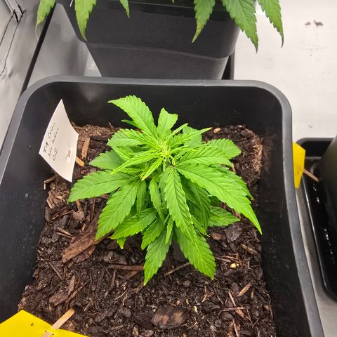 Raphaela growlog timeline photo