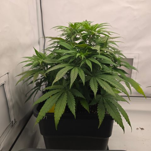 Mary growlog timeline photo