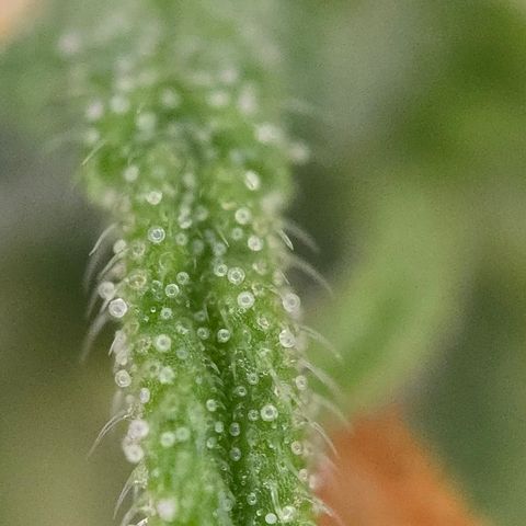 Jane growlog timeline photo