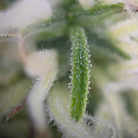 Jane growlog timeline photo