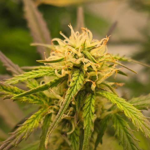 Jane growlog timeline photo