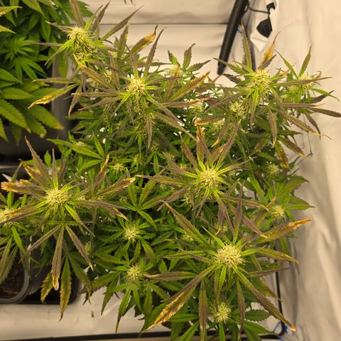 Jane growlog timeline photo