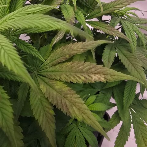 Mary growlog timeline photo