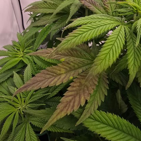Mary growlog timeline photo