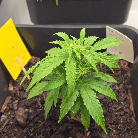 Raphaela growlog timeline photo