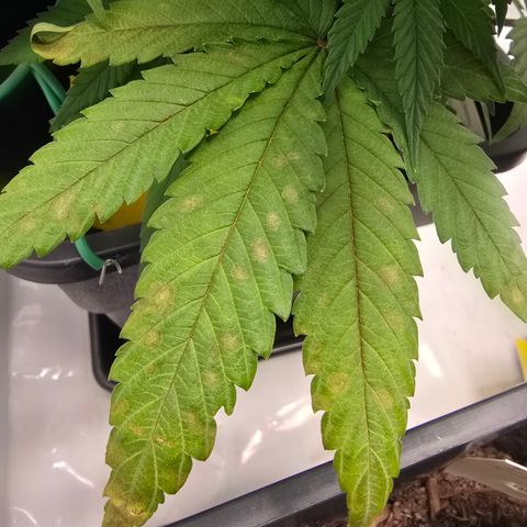 Mary growlog timeline photo